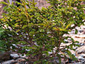 Taxus baccata Rushmoor IMG_4988 (VALENTA) Cis pospolity